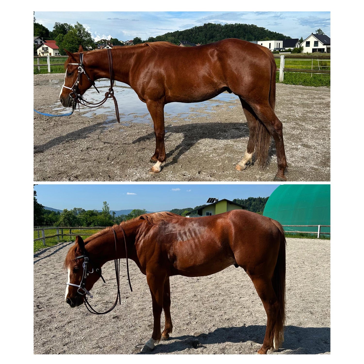 HRANA ZA KONJE PURINA