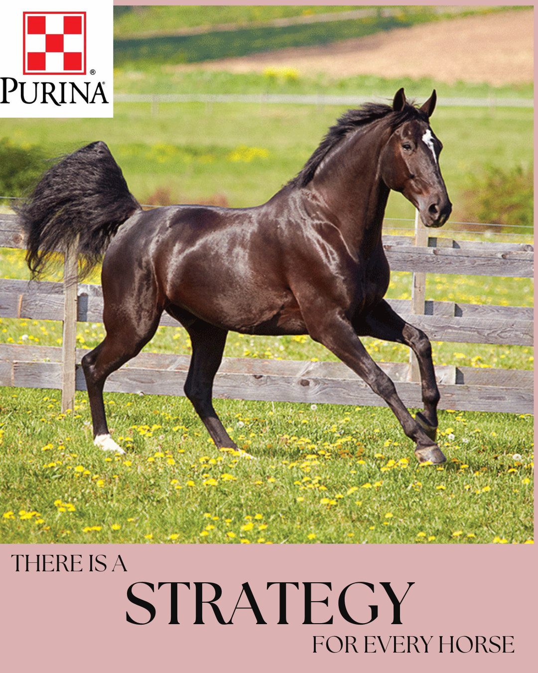 STRATEGY PURINA 25kg